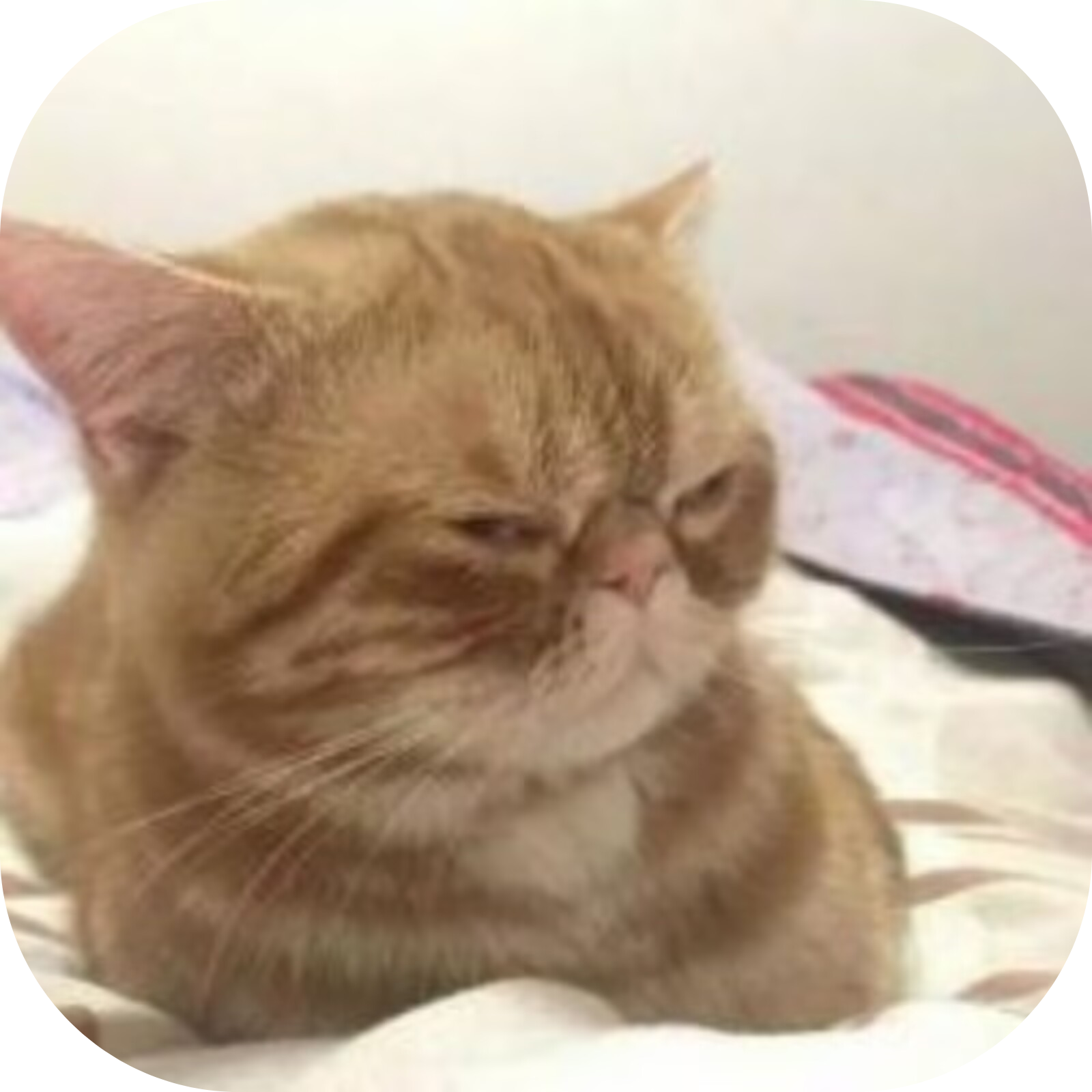 Hamcat's Blog